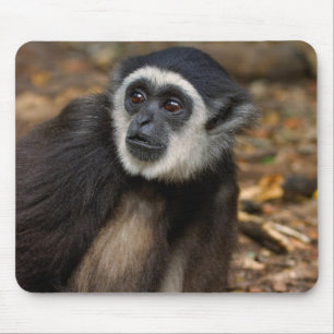 Wit-Handgibbon (Hylobates Lar), Monkeyland Muismat