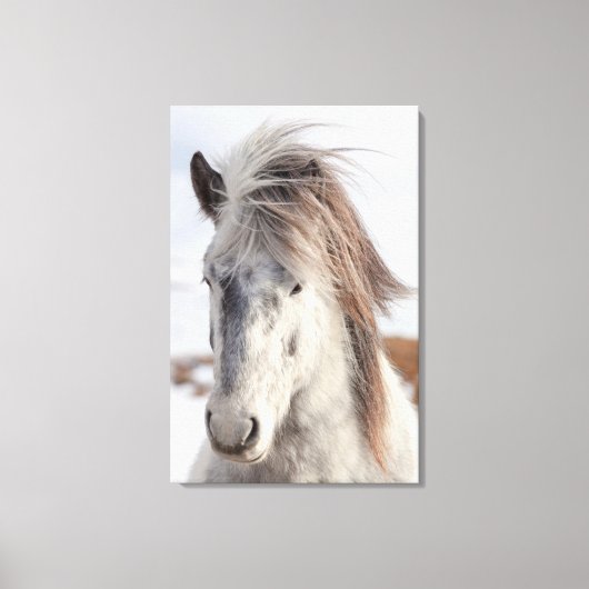 Wit hoofd van IJslands paard Canvas Afdruk (Voorkant)