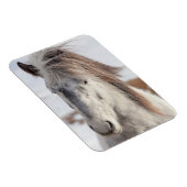 Wit hoofdschot van IJslands paard Magneet (Rechterzijde)