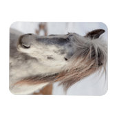 Wit hoofdschot van IJslands paard Magneet (Horizontaal)