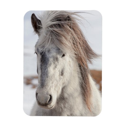 Wit hoofdschot van IJslands paard Magneet (Verticaal)