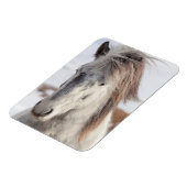 Wit hoofdschot van IJslands paard Magneet (Linkerzijde)