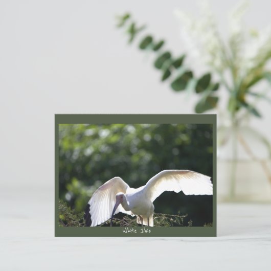 Wit Ibis Briefkaart (Staand voorkant)