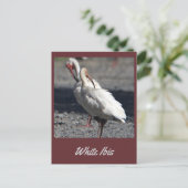 Wit Ibis Briefkaart (Staand voorkant)