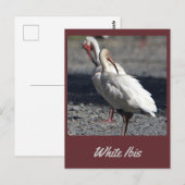 Wit Ibis Briefkaart (Voorkant / Achterkant)