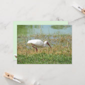 Wit ibis vlak Wenskaart Kaart (Voorkant / Achterkant in situ)