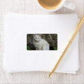 Wit kat-adreslabel etiket (Insitu)