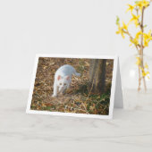 Wit katje in bos portret kaart (Gele Bloem)