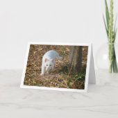 Wit katje in bos portret kaart (Voorkant)