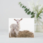 wit lampje briefkaart (Staand voorkant)