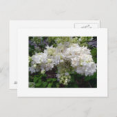 Wit Lila Briefkaart (Voorkant / Achterkant)