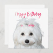 Wit Maltees Gevoelige zoetheid Feestdagenkaart (Voorkant / Achterkant)