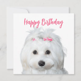 Wit Maltees Gevoelige zoetheid Feestdagenkaart