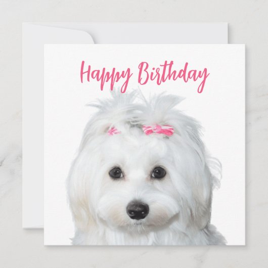 Wit Maltees Gevoelige zoetheid Feestdagenkaart (Voorkant)