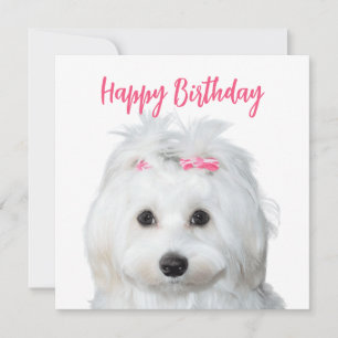 Wit Maltees Gevoelige zoetheid Feestdagenkaart