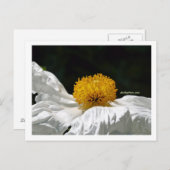 Wit met geel briefkaart (Voorkant / Achterkant)