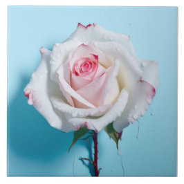 Wit nat roos op turquoise blauwe achtergrond tegeltje