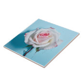 Wit nat roos op turquoise blauwe achtergrond tegeltje (Zijkant)