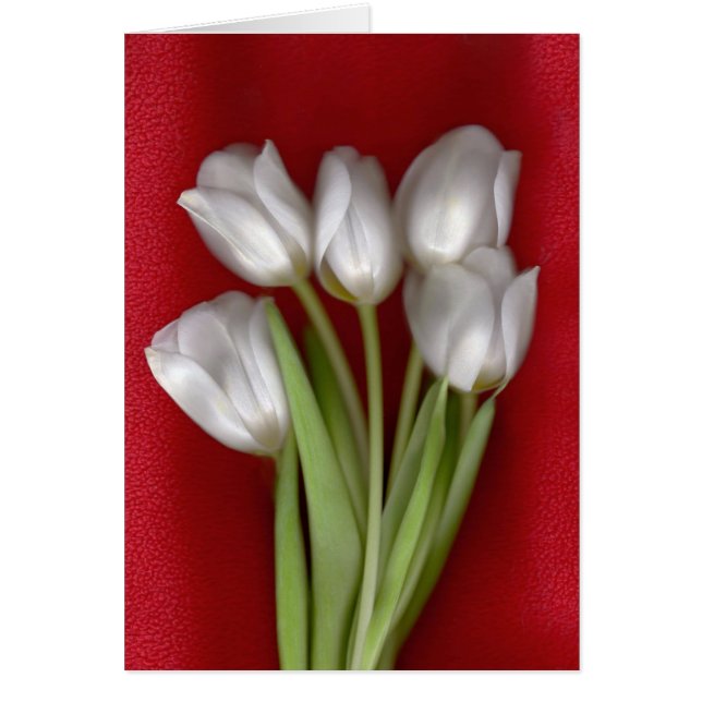 Wit op rood (Voorkant)