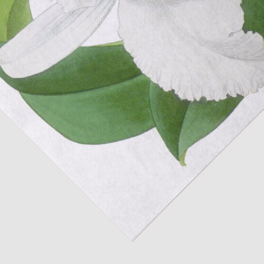  wit orchidee bloemenpapier tissuepapier (Detail)