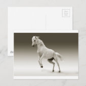 wit paard briefkaart (Voorkant / Achterkant)