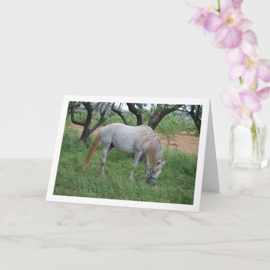 Wit paard dat graast in een grasveld kaart (Orchidee)