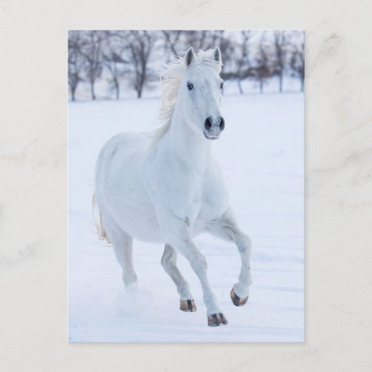 Wit paard dat in de sneeuw loopt briefkaart (Voorkant)