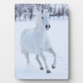 Wit paard dat in de sneeuw loopt fotoplaat (voorkant)