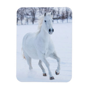 Wit paard dat in de sneeuw loopt magneet