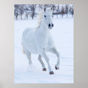 Wit paard dat in de sneeuw loopt poster