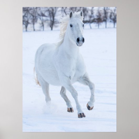 Wit paard dat in de sneeuw loopt poster (Voorkant)