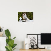 Wit Paard Foto Poster (Thuiskantoor)