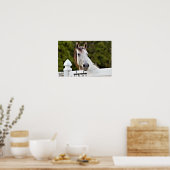 Wit Paard Foto Poster (Keuken)