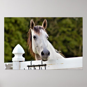 Wit Paard Foto Poster