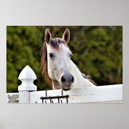 Wit Paard Foto Poster (Voorkant)