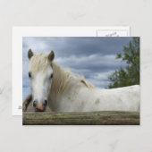 Wit Paard | Frankrijk Briefkaart (Voorkant / Achterkant)