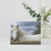 Wit Paard | Frankrijk Briefkaart (Staand voorkant)