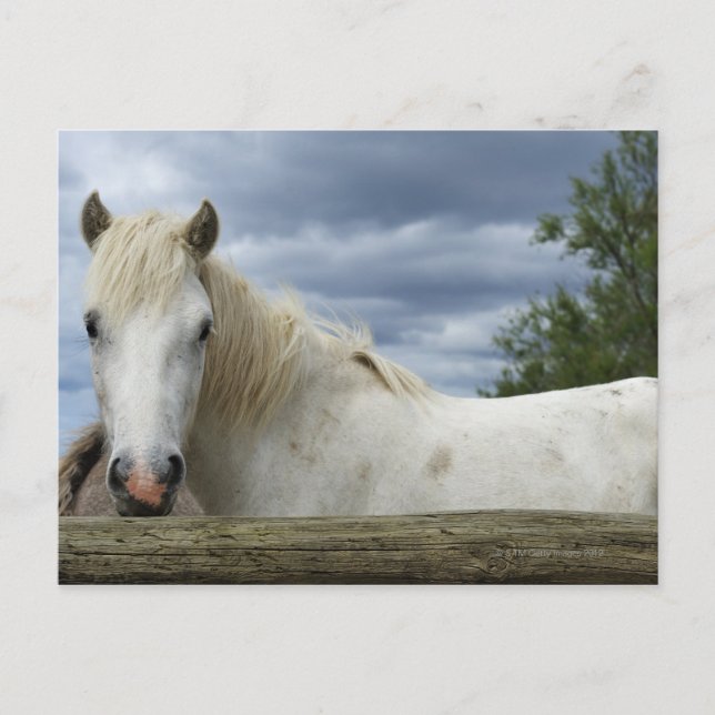 Wit Paard | Frankrijk Briefkaart (Voorkant)