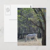 Wit Paard in bomen Briefkaart (Voorkant / Achterkant)