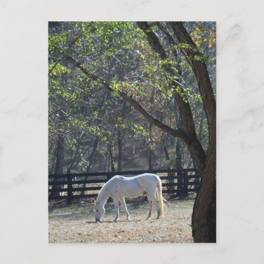 Wit Paard in bomen Briefkaart (Voorkant)