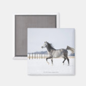 wit paard in de winter magneet (Voorkant / Achterkant)