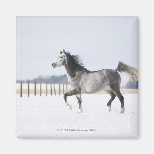 wit paard in de winter magneet