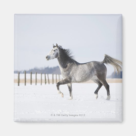 wit paard in de winter magneet (Voorkant)