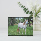 Wit Paard in Grasveld Briefkaart (Staand voorkant)