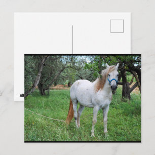 Wit Paard in Grasveld Briefkaart
