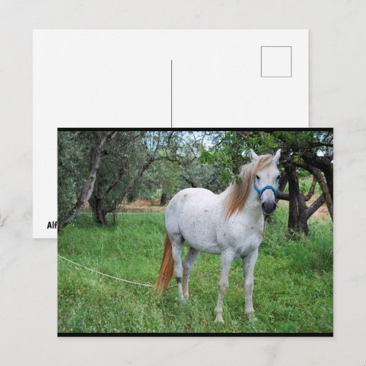 Wit Paard in Grasveld Briefkaart (Voorkant / Achterkant)