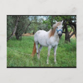 Wit Paard in Grasveld Briefkaart (Voorkant)