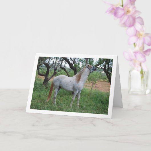 Wit Paard in Grasveld Kaart (Orchidee)