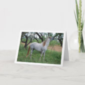 Wit Paard in Grasveld Kaart (Voorkant)