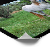 Wit Paard in Grasveld Poster (Hoek)